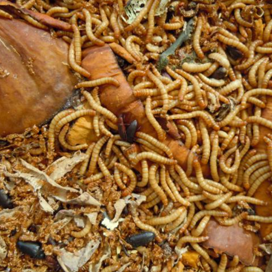 Tenebrio Molitor (Gusano De La Harina) Deshidratado - Dehydrated mealworms