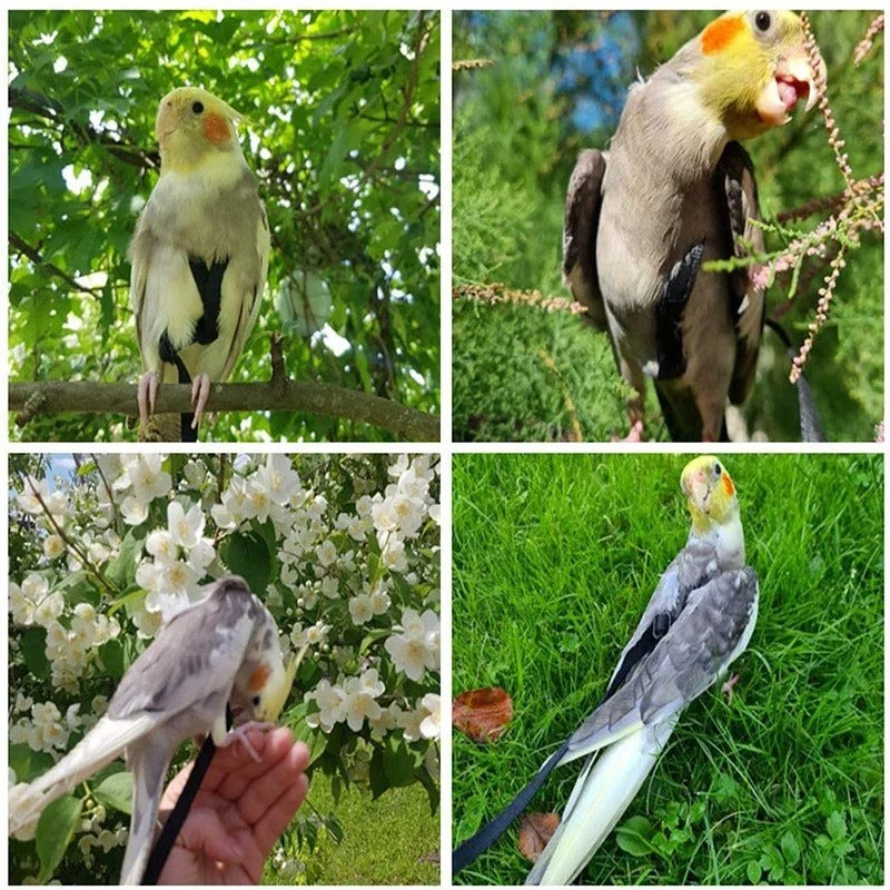 Árnes Correa para Ninfas y Agapornis Chico