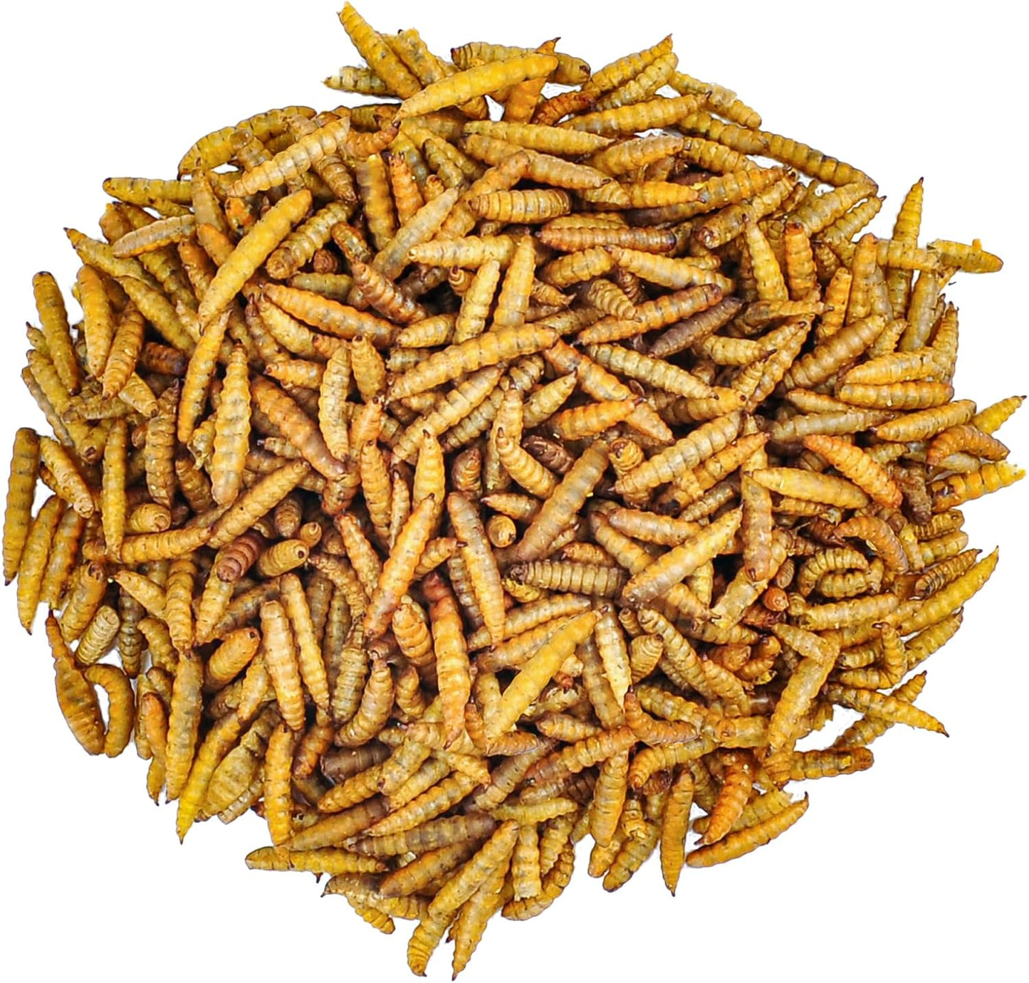 Larva de Mosca Soldado Negro Deshidratada (Hermetia illucens) - Black Soldier Fly Larvae