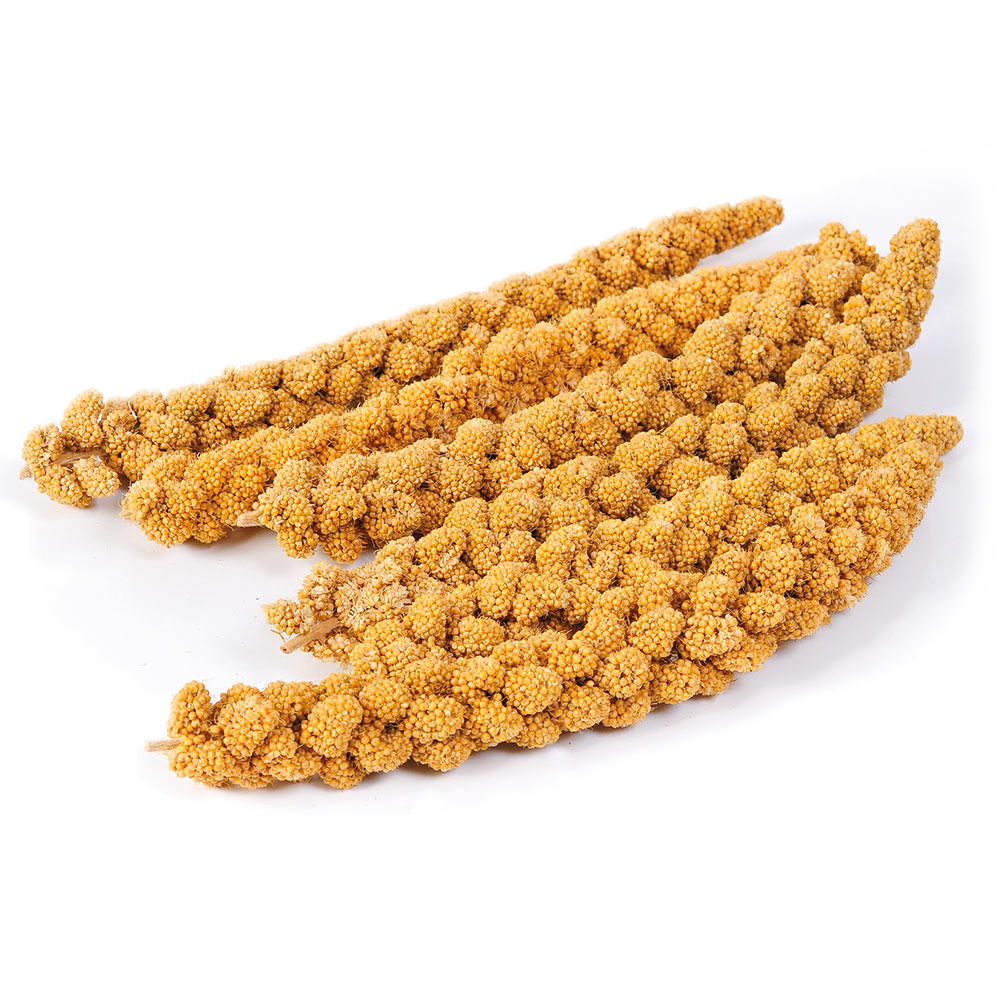 Panizo en Espiga Rama Natural Spray Millet