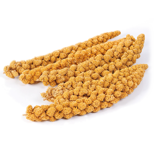 Panizo en Espiga Rama Natural Spray Millet
