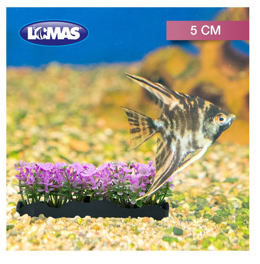 JARDINERA DE PLASTICO 5 CM - 6 PZ