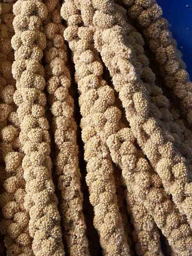 Panizo en Espiga Rama Natural Spray Millet