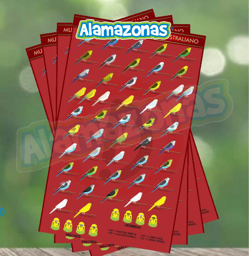 Poster de Mutaciones Periquitos Australianos Medida: 40cm x 25cm Registrado por el autor.