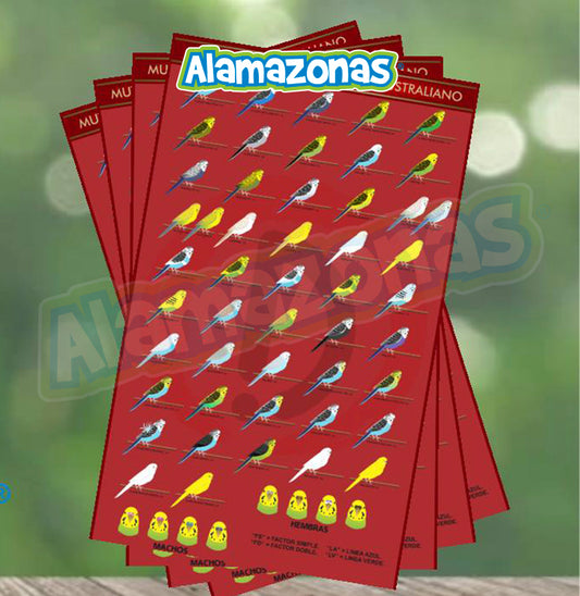Poster de Mutaciones Periquitos Australianos Medida: 40cm x 25cm Registrado por el autor.