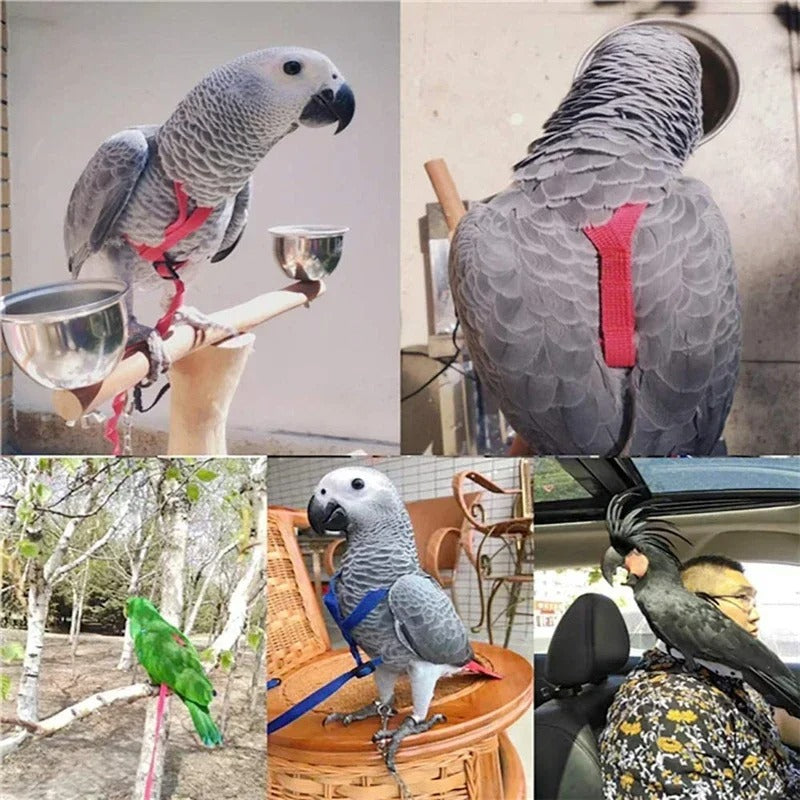 Árnes Correa para Ninfas y Agapornis Chico