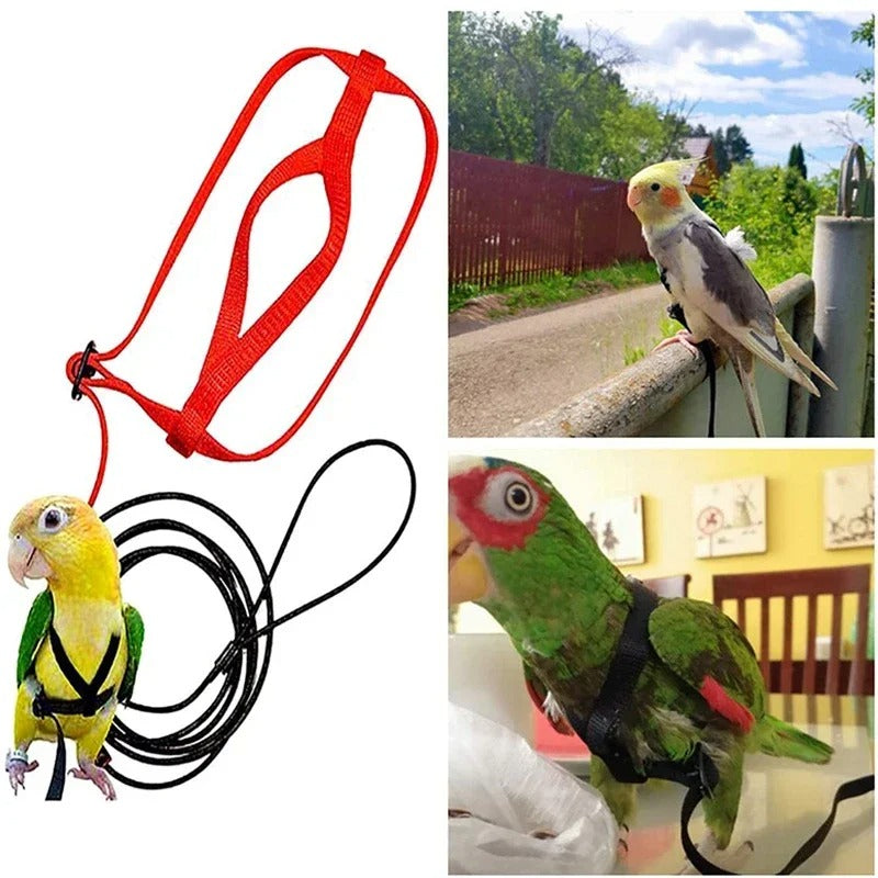 Árnes Correa para Guacamayas Extra Grande