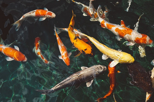 Koi Pond Pellets Alimento Carpas Koi Carpas Doradas (Goldfish)