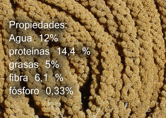 PANIZO (SPRAY MILLET) 1kG