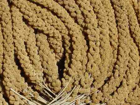 Panizo en Espiga Rama Natural Spray Millet