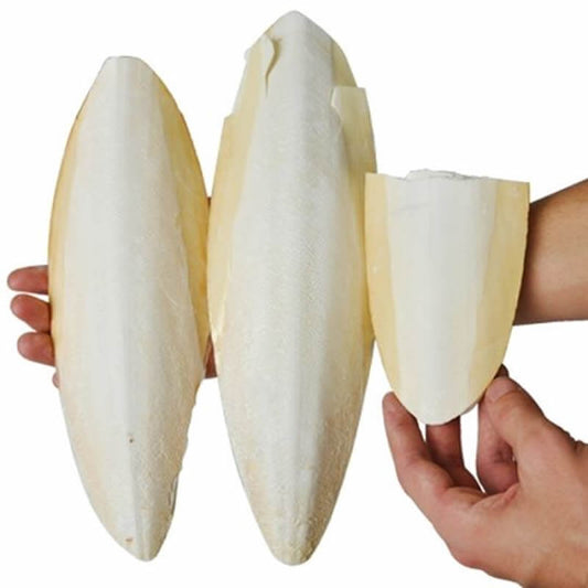 Hueso De Jibia (Sepia) 5-8cm Para Aves Y Tortugas