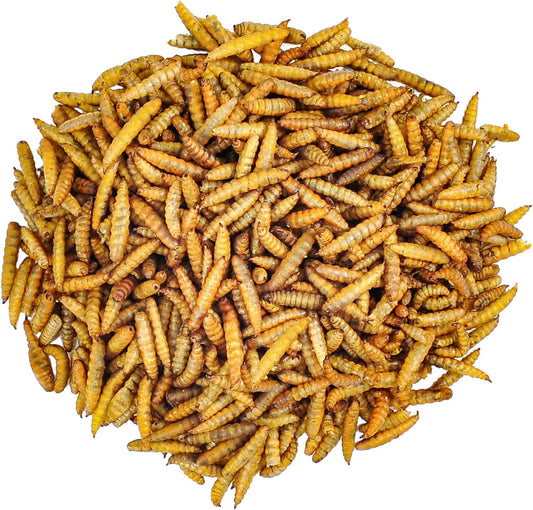 Larva de Mosca Soldado Negro Deshidratada (Hermetia illucens) - Black Soldier Fly Larvae