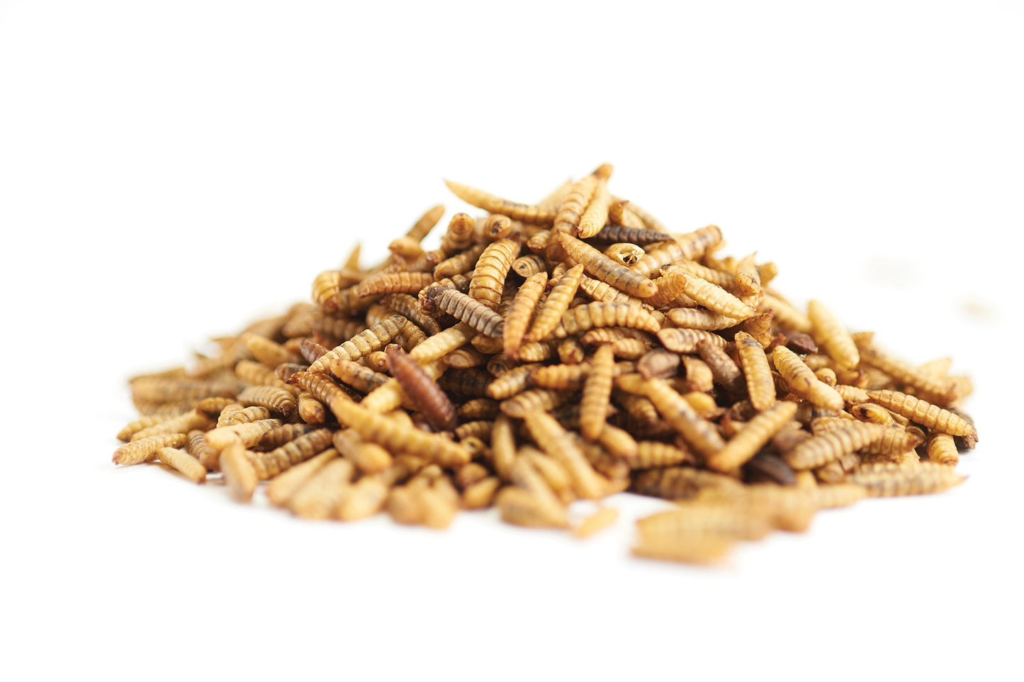 Larva de Mosca Soldado Negro Deshidratada (Hermetia illucens) - Black Soldier Fly Larvae