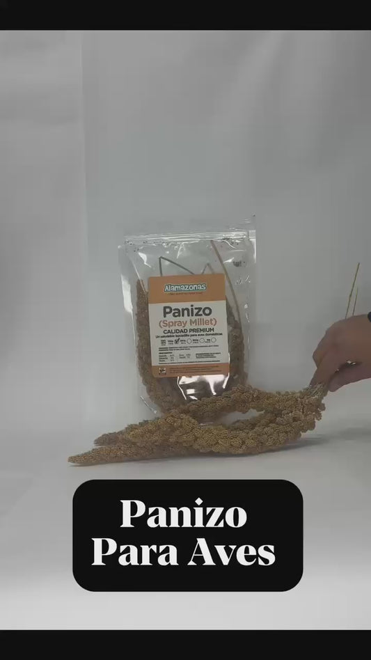 Panizo en Espiga Rama Natural Spray Millet