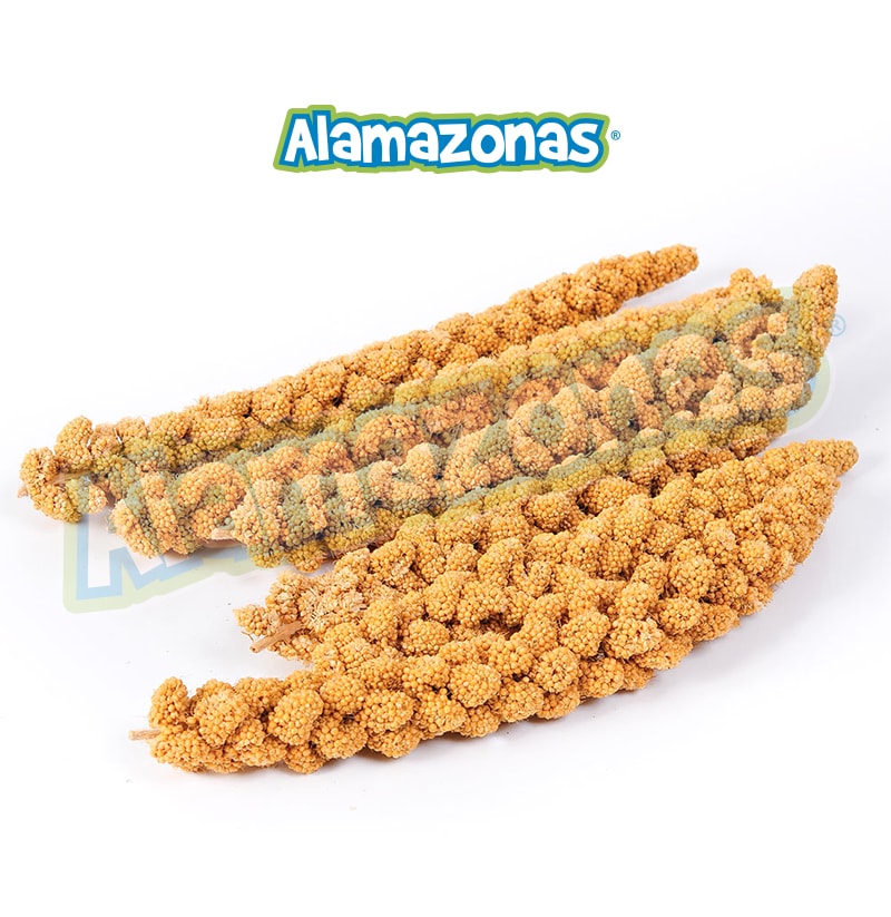 Panizo (Spray Millet)